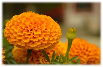 „Omega 369 Lutein Softgel“